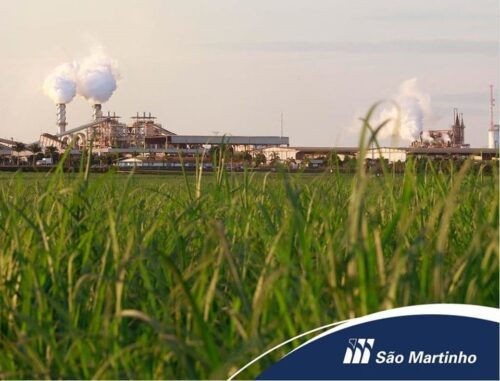 São Martinho (SMTO3) anuncia R$ 275 milhões em dividendos