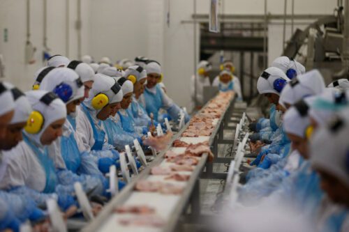 Previsões da XP para frigoríficos em 2024 revela perspectivas otimistas para BRF, Seara e mais