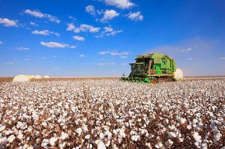 Sol e AMPA se unem para ampliar cobertura de internet nos campos de algodão brasileiros