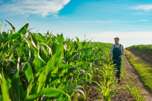 Prazo para renegociar dívidas do crédito rural vai até 31 de maio