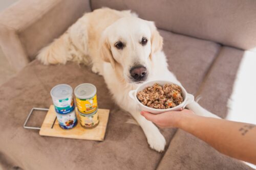 Pet Delícia lança captação de R$ 2,2 milhões na EqSeed e mira expansão internacional