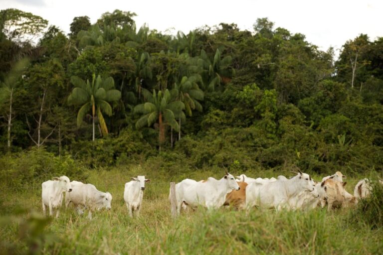 CMN define resoluções para plano safra 2024/2025: conheça as principais mudanças