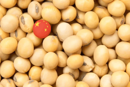 China aumenta compras de soja dos EUA, mas Brasil deve retomar liderança