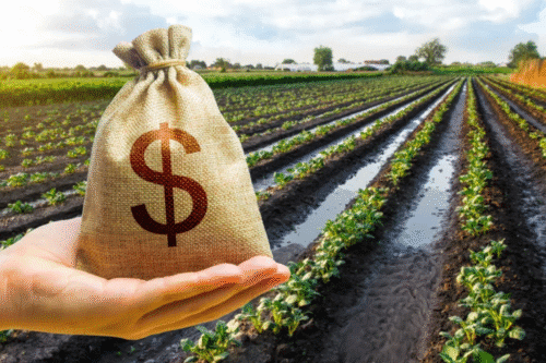 Boa Safra (SOJA3) dobra lucro no 1º trimestre de 2025 e reforça estratégia de diversificação