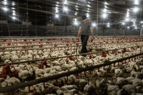 Frango do RS sofre embargo por gripe aviária