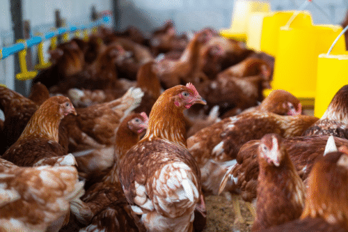 Brasil se declara livre da gripe aviária e espera retomar exportações de frango