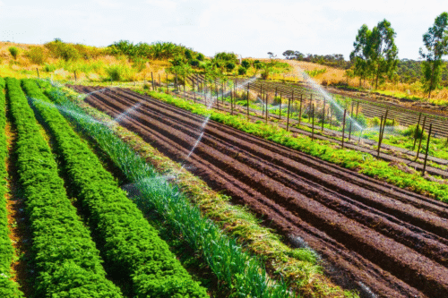 Lula lança Plano Safra 2526 da agricultura familiar com foco em produção sustentável