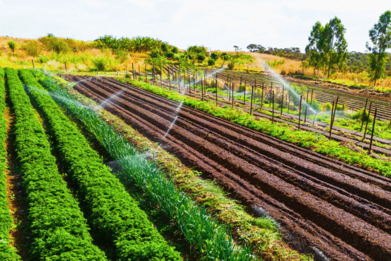 Lula lança Plano Safra 2526 da agricultura familiar com foco em produção sustentável