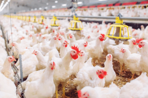 Grupo de galinhas brancas em uma granja moderna, alimentando-se com rações e protegidas por sistemas automatizados de criação.