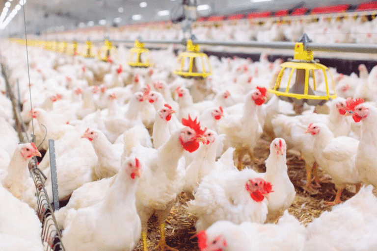 Grupo de galinhas brancas em uma granja moderna, alimentando-se com rações e protegidas por sistemas automatizados de criação.