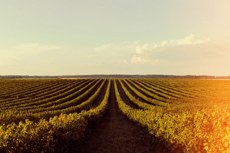 Vista de um campo de lavoura com fileiras de plantas verdes sob céu claro ao pôr do sol, refletindo a beleza da agricultura sustentável e o cultivo de uvas ou vegetais.