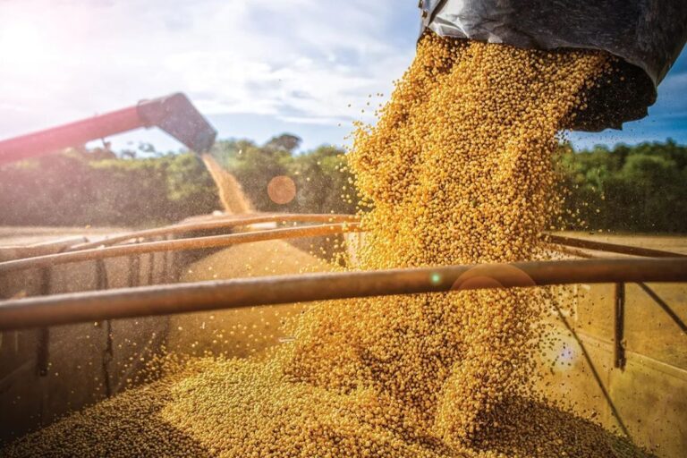 Grãos sendo despejados em uma plantação de soja ao ar livre sob céu parcialmente nublado, destacando o processo de colheita agrícola no Brasil.