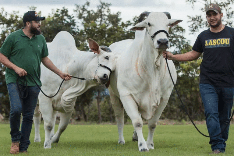 Sertanejos Henrique e Juliano, ao lado de dois bois de sua criação de gado.