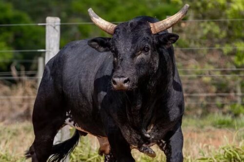 Foto do touro Mickey Mouse, agora o mais caro do Brasil.